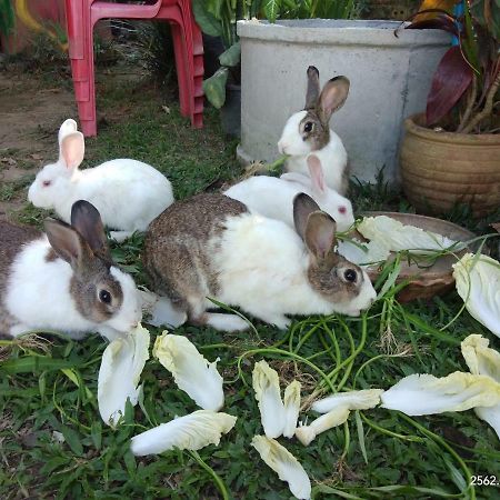 Baan Suan Jantra Home Stay Chiang Rai Exterior foto